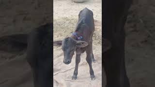 Gau Mata #short #viral #shortvideo #bhaktisong #gaumata #jaigaumata #viralshorts #गौमाता #jai #mata