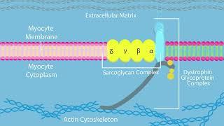 Limb-Girdle Muscular Dystrophy: Which Gene Causes Which LGMD?