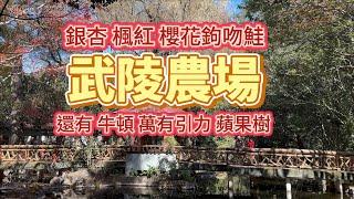 [台灣必訪景點] 秋天武陵農場 有歐洲風 也有日本風 是賞銀杏楓紅好時機  |  天氣好到難以置信 可以看到雪山ㄟ  | 牛頓發現萬有引力的蘋果樹竟然來台灣20年了  |