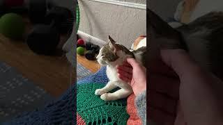 #sos #cat #newyork