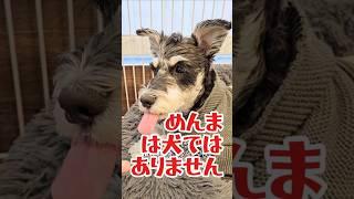 めんまは犬ではありません　#看板犬#しゃべる犬#ミニチュアシュナウザー#シュナウザー#めんま#面白い#犬#子犬#おもしろ#かわいい#話す犬#schnauzer#クリスマス