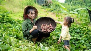 Gardening, Harvesting Sweet Potatoes, and Making Rustic Cakes, Mountain Family Life | EP. 85