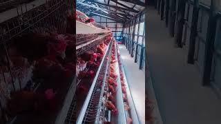 So interesting #chicken #farming #poultrylitter #machine #poultrynestingsystems