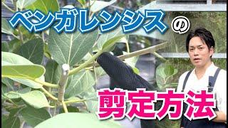 【生産者が教える】ベンガレンシス（ゴムの木）の剪定方法【観葉植物】