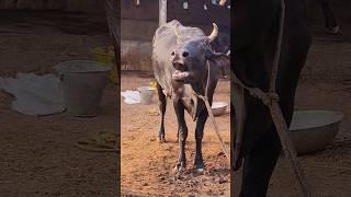 Big Holstein and black cow Moo sound#cow video#cow videos#animal sound#cow sound