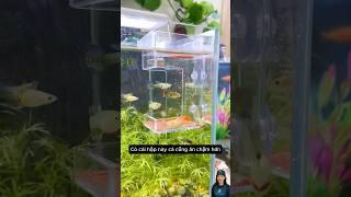 Hộp cho cá ăn 2 lớp, dùng được cho cả loại cám nổi và chìm #aquarium #aquatic #shorts