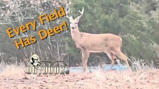 Every Field has  Deer!