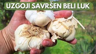 All About White Garlic - Quick Tips