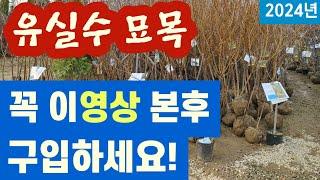 유실수 묘목 - 꼭 이영상 본후 구입하세요!