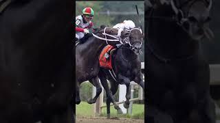 Horse Racing: The Moment Vs Picture #shorts  #horse #horseracing #horserace #racehorse #horses