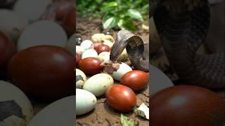 A large snake has been spotted hunting baby chicks p17
