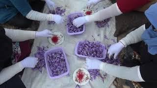 Iranian Saffron Harvest