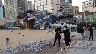 Korea Walking Tours TV [4K] The winter star of Songdo Beach is Busan Seagull