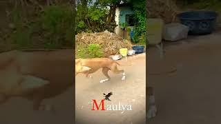 dog race kolhapur kolhapur king Maulya