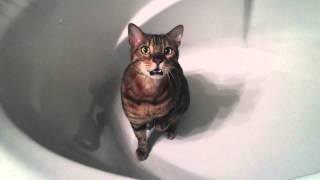 Bengal cat chirping in a bathtub