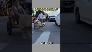 cute dog, pick up girl after school