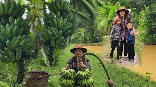 Single mother picks bananas to sell at market to buy electric wire DANG THI DU