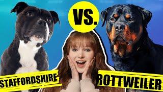 STAFFORDSHIRE BULL TERRIER VS ROTTWEILER