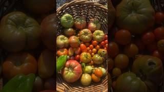 Tomato harvest #gardenharvest #harvesttime #harvest #homegrown #tomato #tomatoharvest #garden