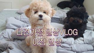 강아지 세마리 키우는집 아침일상[다견가정 VLOG]