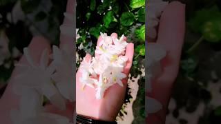 mogra or jasmine flowers #youtubeshorts #trendingsound #shorts #viralmyshort #viralvideos