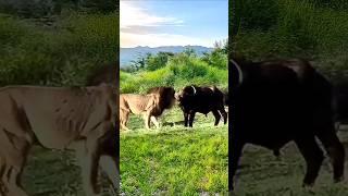 Buffalo Fights Back: Intense Lion vs Buffalo Encounter