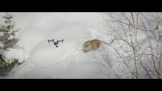 Drone & Tigers  by Dizifilms.ca