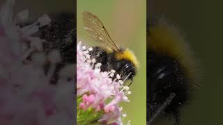 Nature's Workers: Bee and Flower