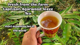 #lapnisan #AgarwoodLeaveTea LAPNISAN AGARWOOD LEAVE TEA / most expensive tea in the world