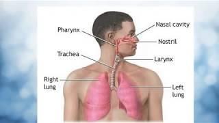 Travel of Air Through Respiratory System - Gas Exchange in the Lungs - Nose to Alveoli Pathway