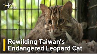 Rewilding Taiwan's Endangered Leopard Cat | TaiwanPlus News