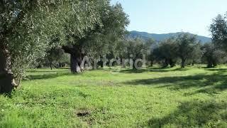 405080 Olive Trees Plantation Drone By Chris Giatrakos Artlist HD