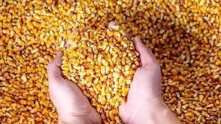 Sale of corn for animal feed, for export from Russia. IEC.