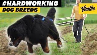 10 Hard Working Farm Dog Breeds