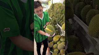 Durian heaven! The Most Popular Durian Store in Malacca, Malaysia - Fruit Cutting Skills