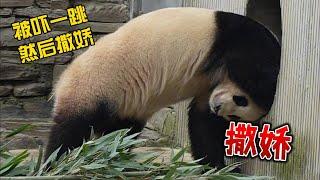 福宝不小心被吓到，然后开始撒娇。#大熊猫福宝 #panda #pandafushun #cutepanda #fubao