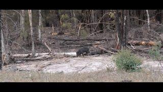 Lone Boar at Canyon Dam - January 2019