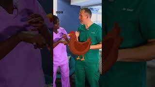 Chicken or the Egg? What came first? | Operation Ouch | CBBC
