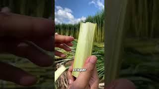 How to Grow Vibrant Green Sugarcane.