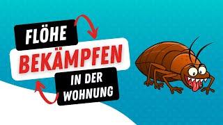 Flöhe in der Wohnung bekämpfen – aber richtig!