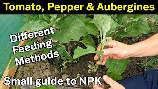 Tomato Feeding | Pepper and Aubergine Maintenance | NPK Overview | Green Side Up