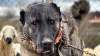 RARE SPECIAL COLORS KANGAL DOGS