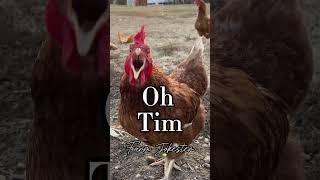 Timothy, Tim, Timmy come get your chicken!#timothy #tim #timmy #rooster #chickens #farmjokester