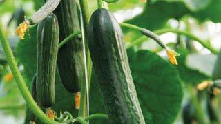 Revolutionizing Cucumber Farming: High Yields with Minimal Water 