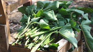 Cooking Taro | Colocasia Leaves Bangla Ranna Recipe | How To Cook Laing