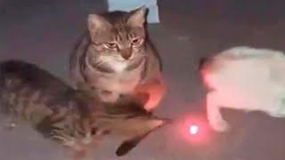 Funny Dogs And Cats Videos 2024  - Unusual Videos of the Week P1