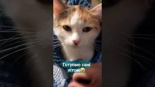 Анфіска не пручається,бо в шоці#shorts #animals #cat #kitten #funnyvideo #котики #cats