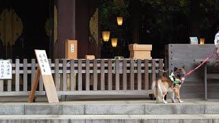 花社花寺ときどき犬 .｡.:*:.｡. 喜多見 氷川神社 Kitami-Hikawa shrine