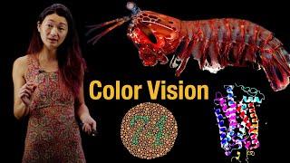 Color vision | Rod and cone cells in the retina