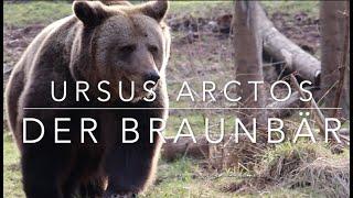 Braunbär  (Ursus arctos)